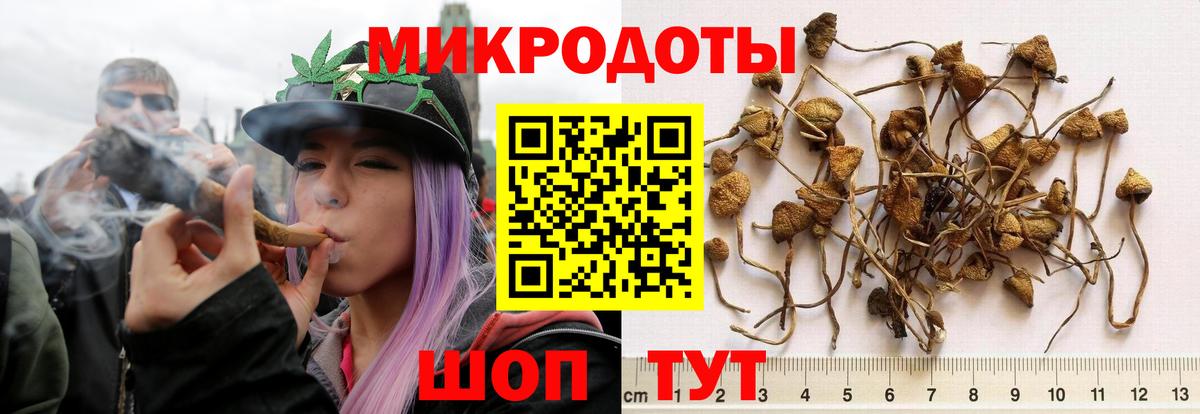 Галлюциногенные грибы Cubensis  Вход с VPN  Галлюциногенные грибы прущие грибы  Кандалакша 
